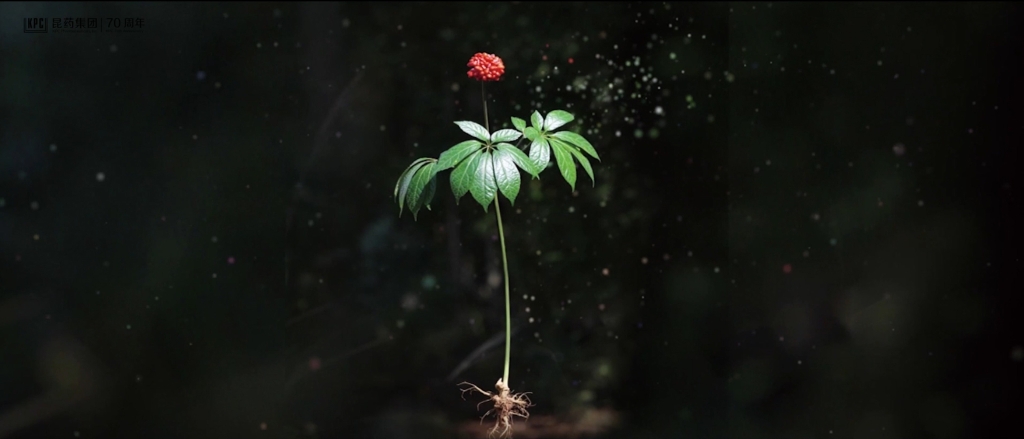 听，三七在说话